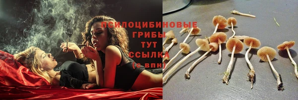 шишки Беломорск